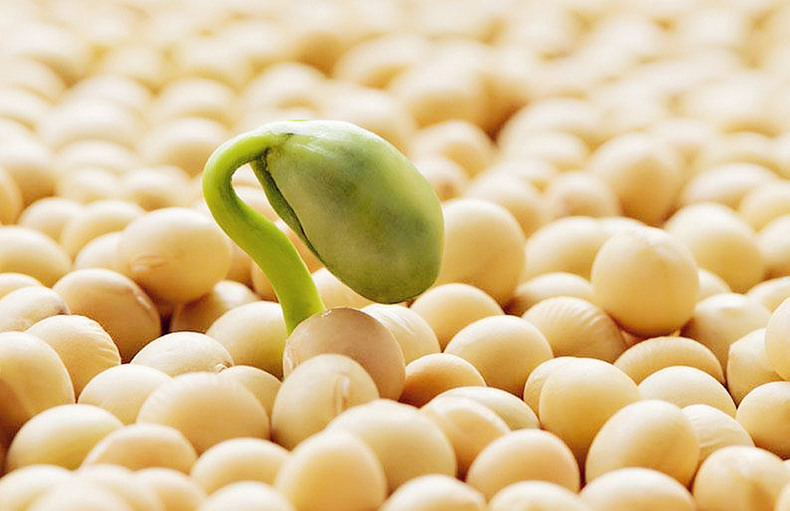 春节不做上火族 饮食搭配有妙招